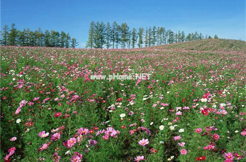 2019茶叶市场调查报告范文5篇