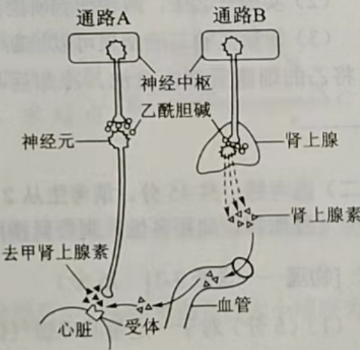 2023高考理综试题内容生物(乙卷)