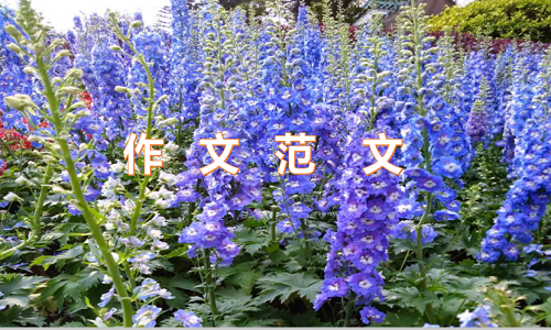 一年级作文爱心