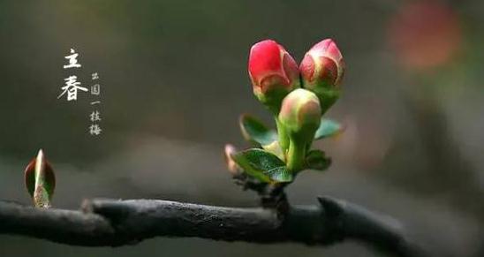 二十四节气之立春谚语大全_有关立春节气的谚语